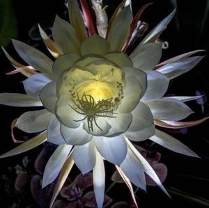 Meet your Posher, Nell